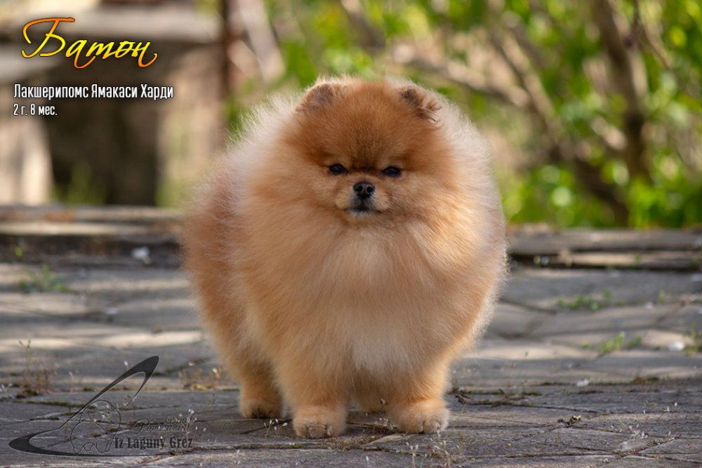 CH. luxurypoms Yamakasi hardy