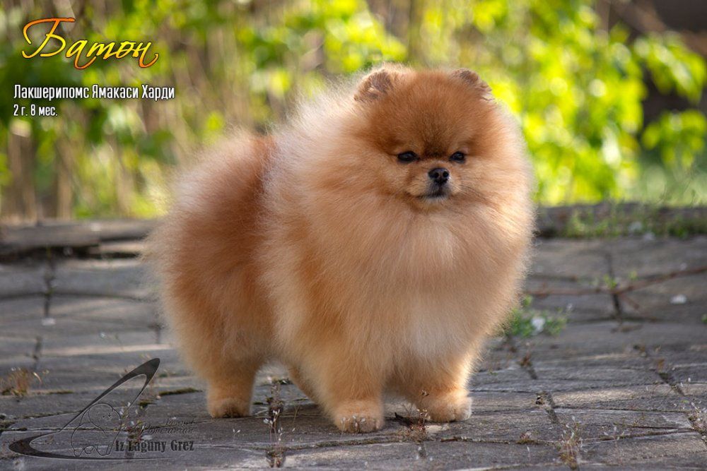 CH. luxurypoms Yamakasi hardy