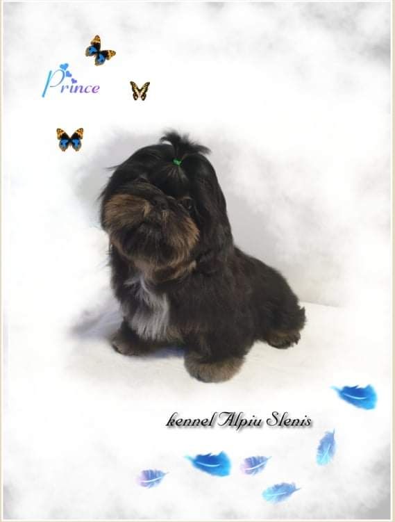 Conner black prince alpiu slenis