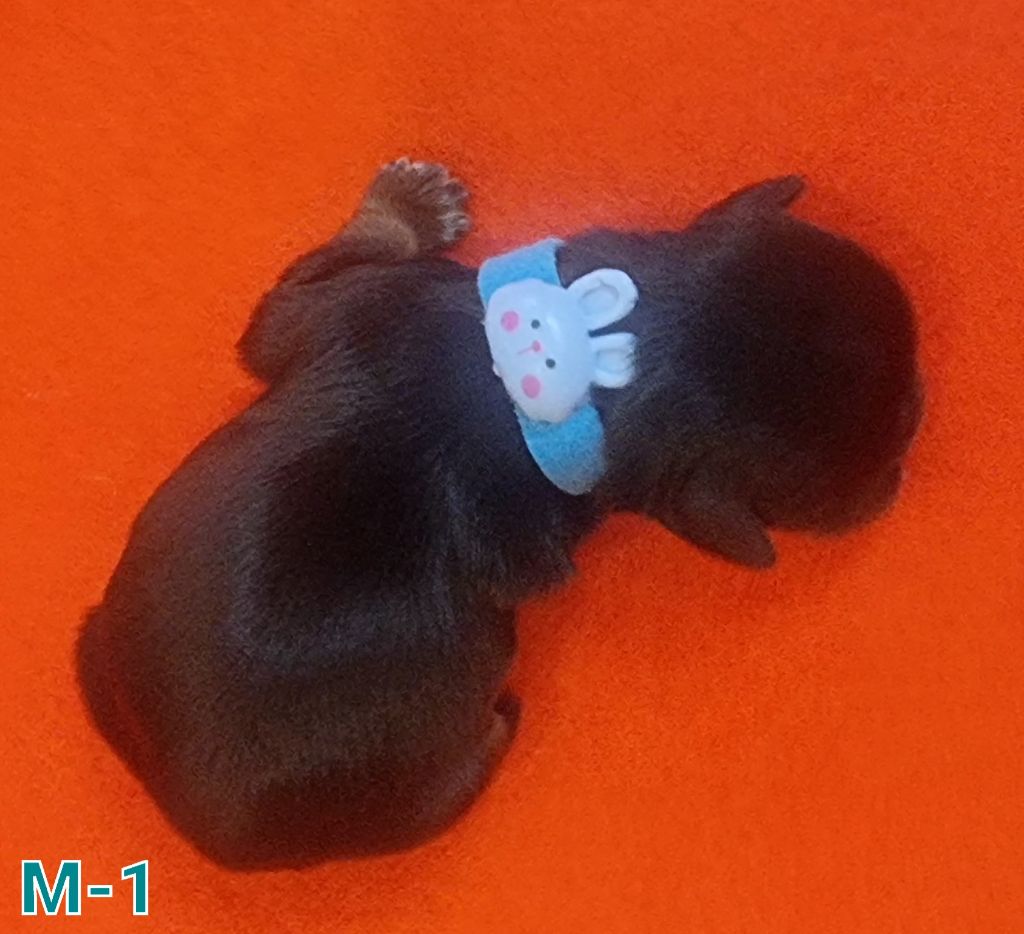 Shownow - Chiot disponible  - Shih Tzu