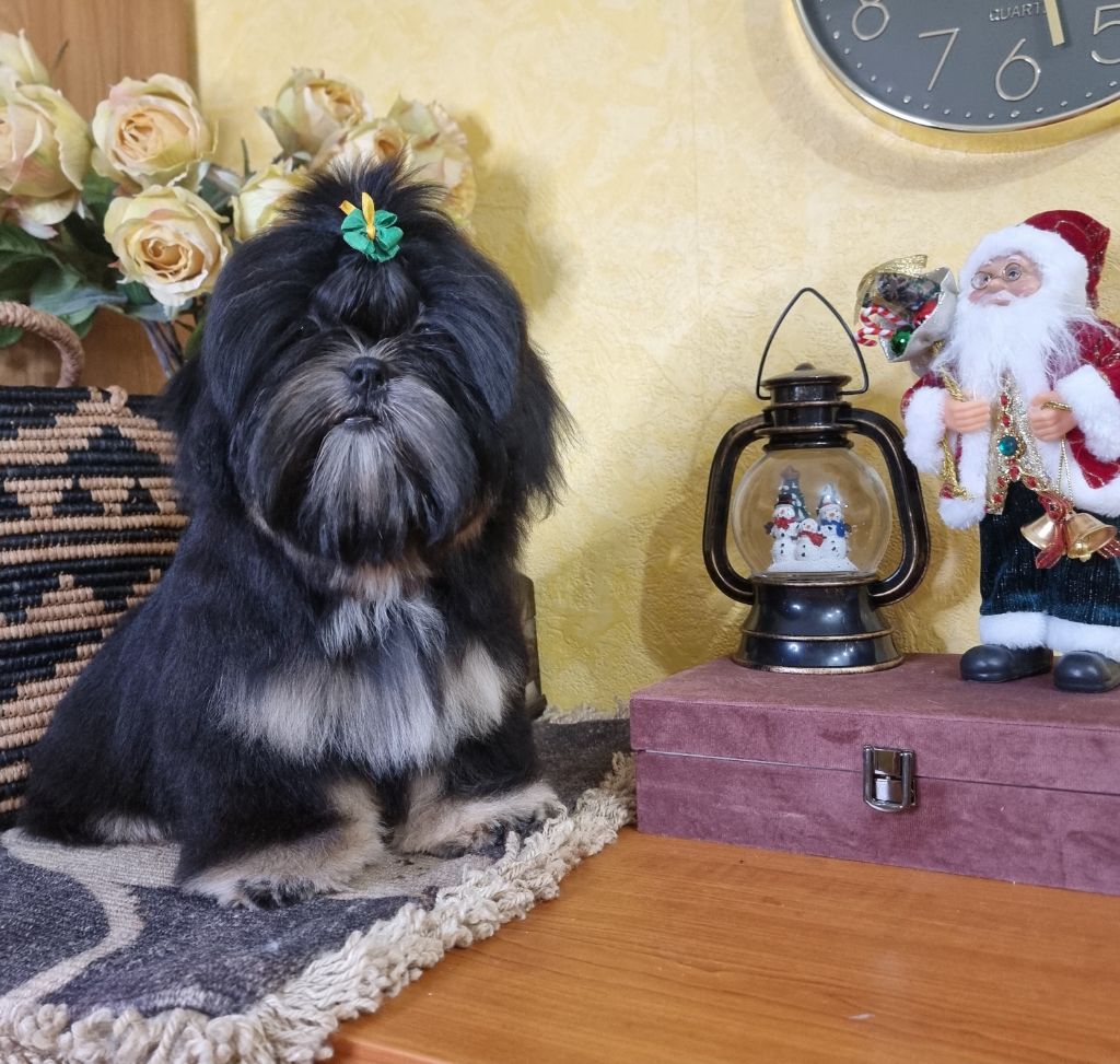 Shownow - Chiot disponible  - Shih Tzu