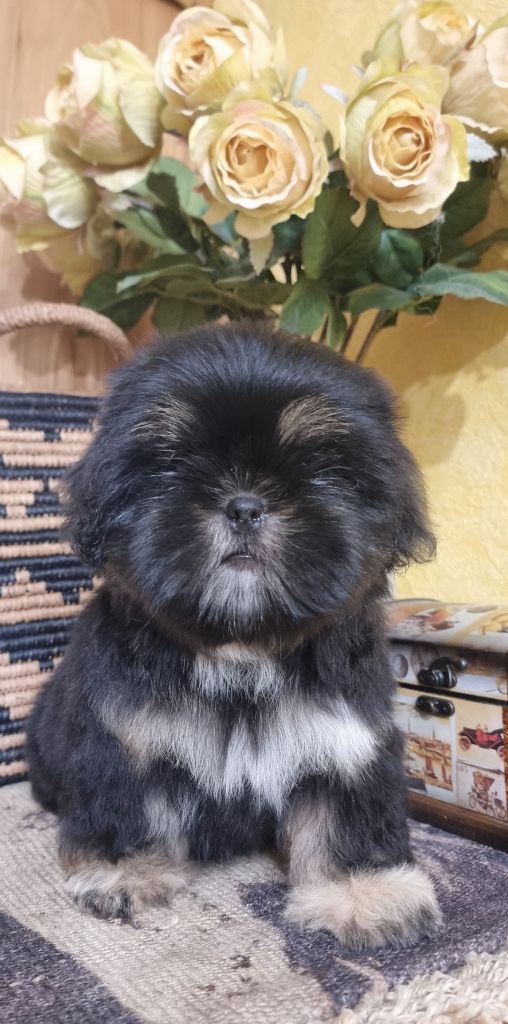 Shownow - Chiot disponible  - Shih Tzu