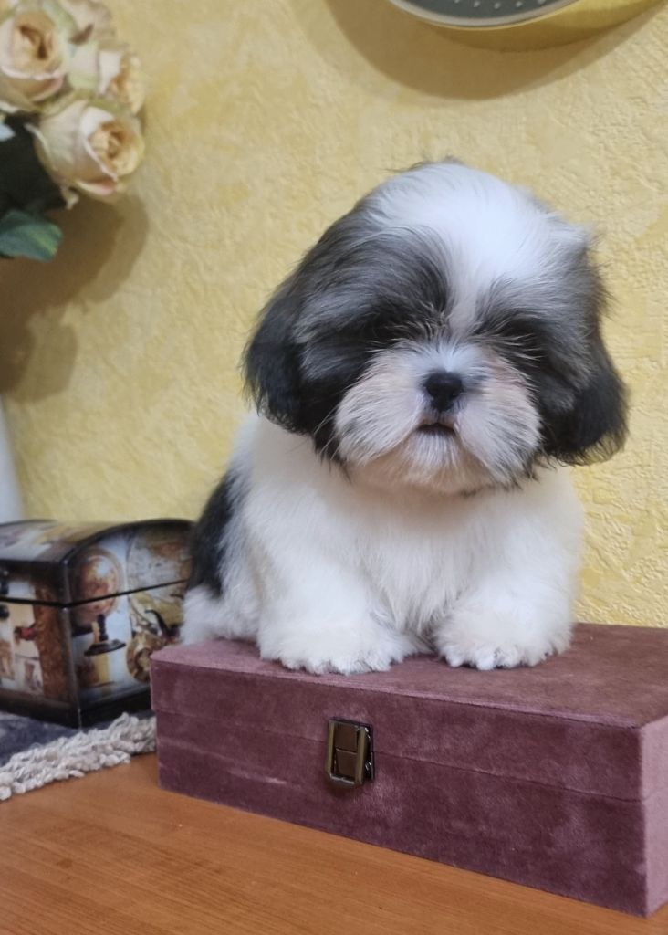 Shownow - Chiot disponible  - Shih Tzu