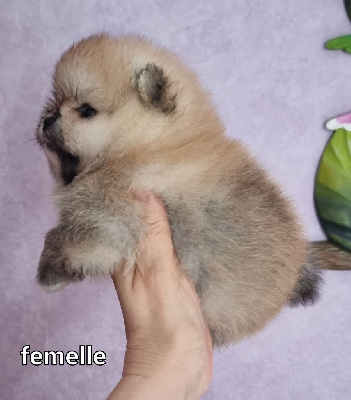 VENUS - CHIOT Femelle 2