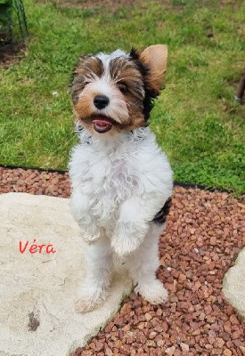 VERA - CHIOT 5