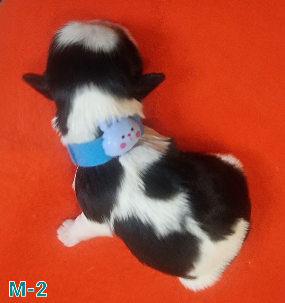 Shownow - Chiot disponible  - Shih Tzu