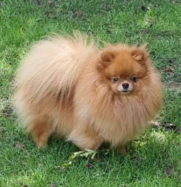 steep pom Flora plyush