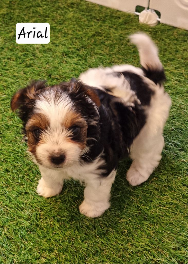 Shownow - Chiots disponibles - Biewer Terrier