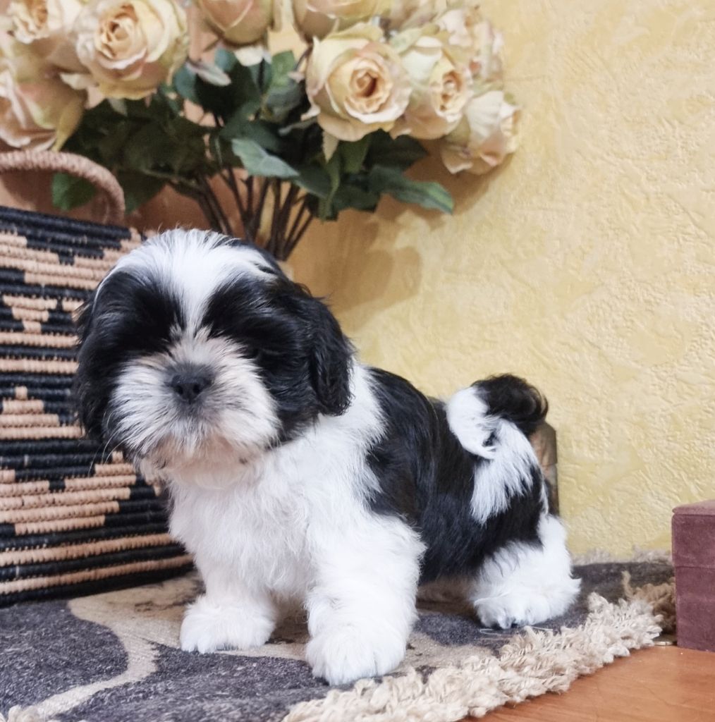 Shownow - Chiots disponibles - Shih Tzu