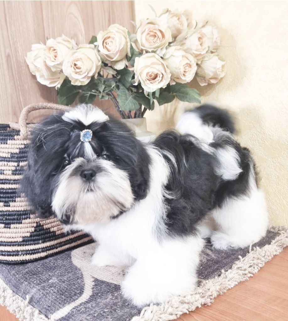 Shownow - Chiots disponibles - Shih Tzu