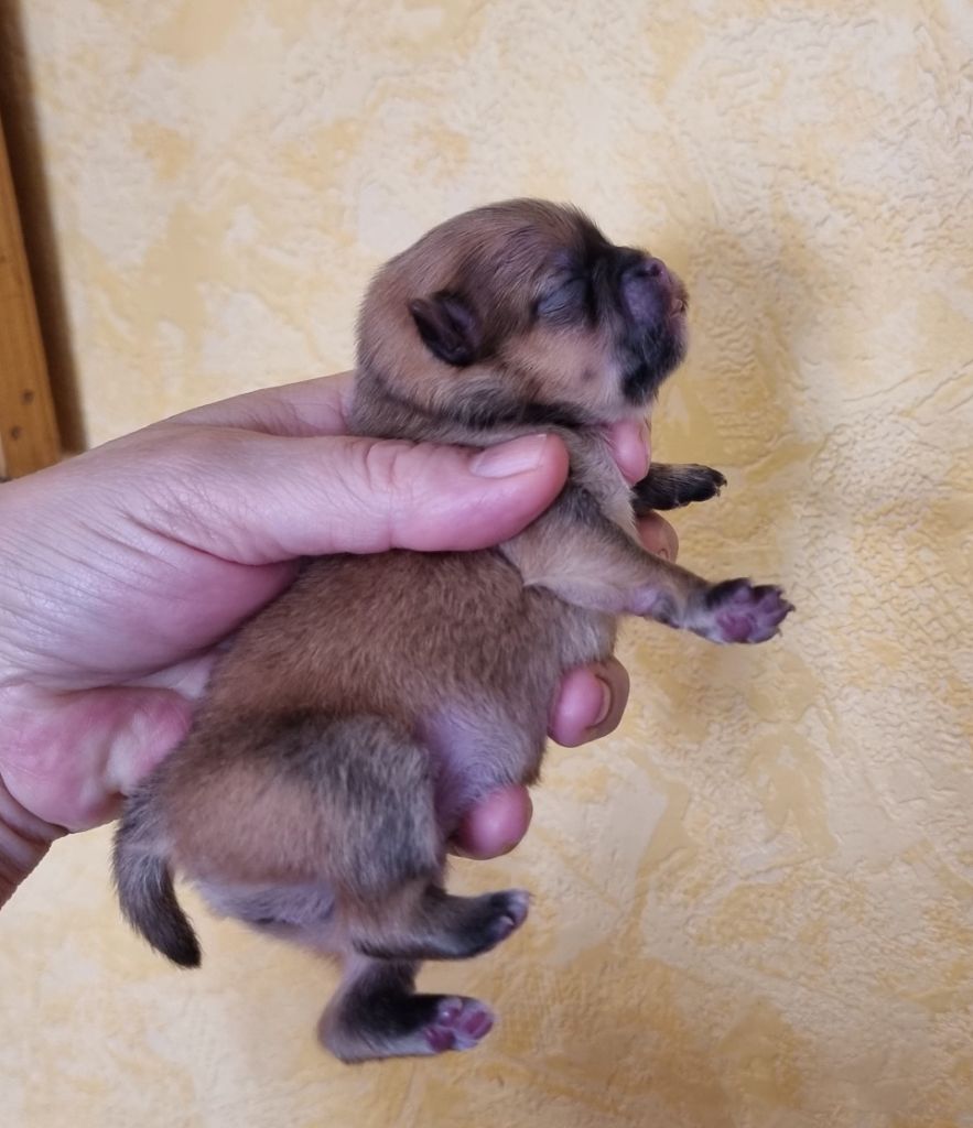 Shownow - Chiots disponibles - Spitz allemand