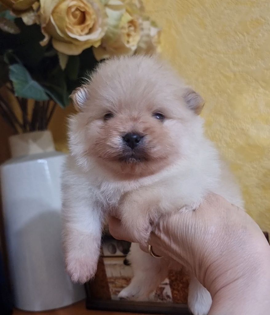 Shownow - Chiots disponibles - Spitz allemand