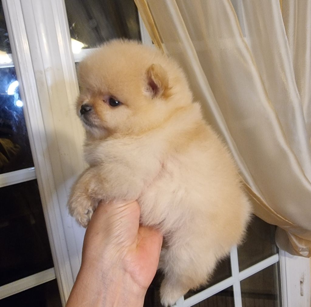 Shownow - Chiots disponibles - Spitz allemand