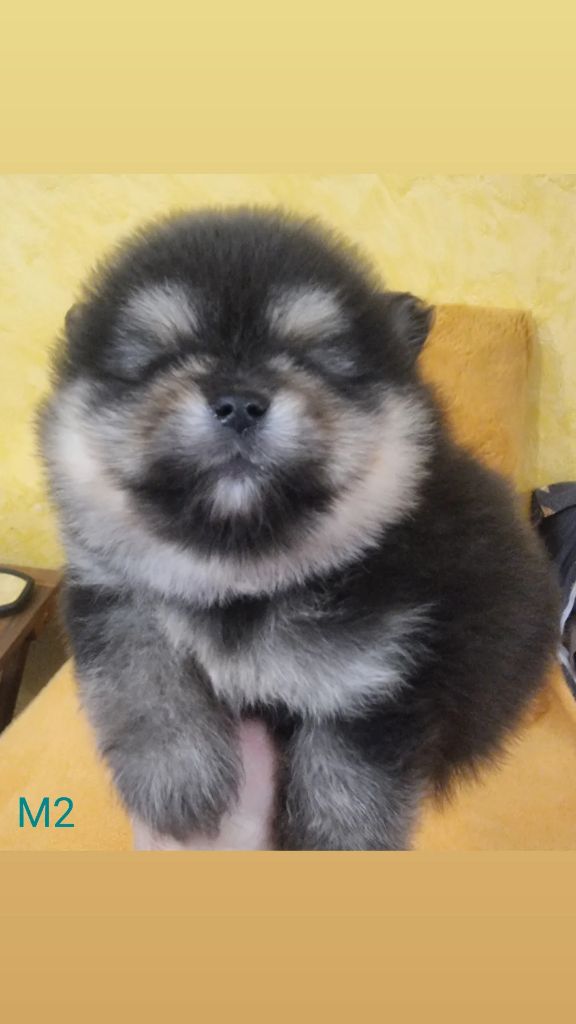 Shownow - Chiots disponibles - Spitz allemand