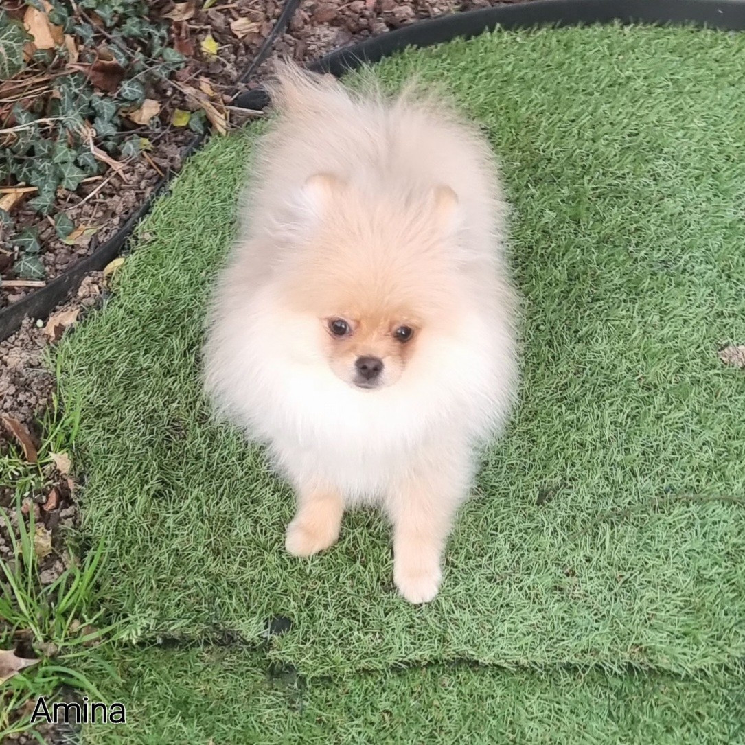 Shownow - Chiots disponibles - Spitz allemand