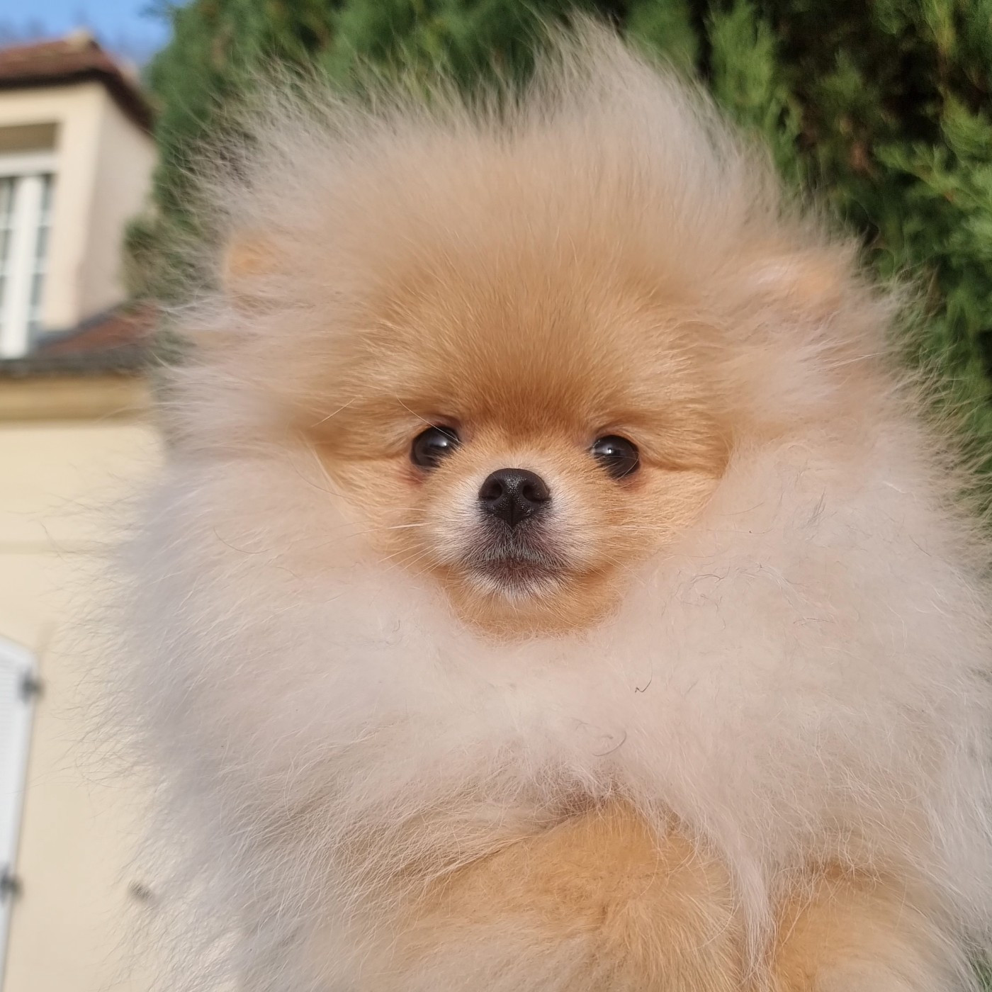 Shownow - Chiots disponibles - Spitz allemand