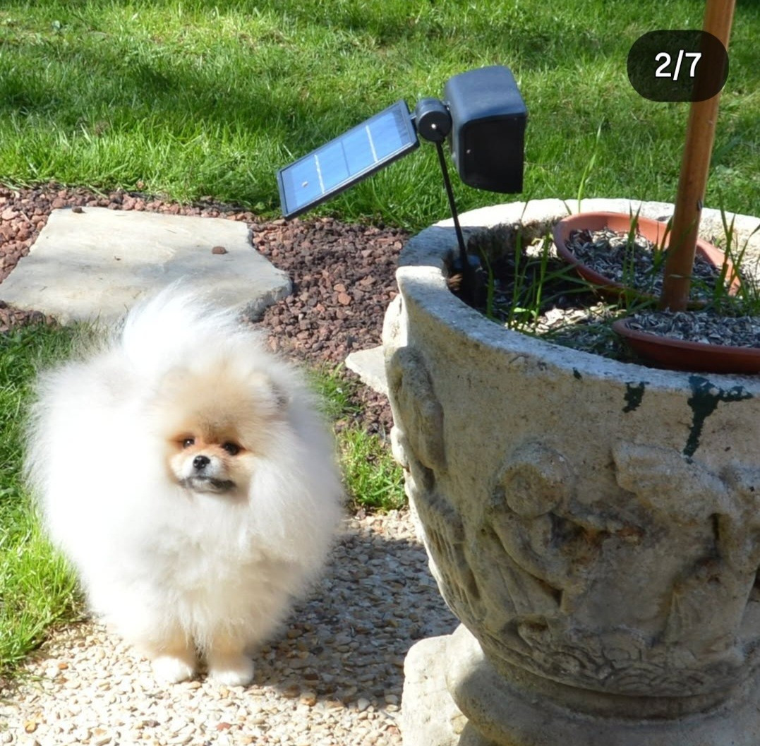 Shownow - Chiots disponibles - Spitz allemand