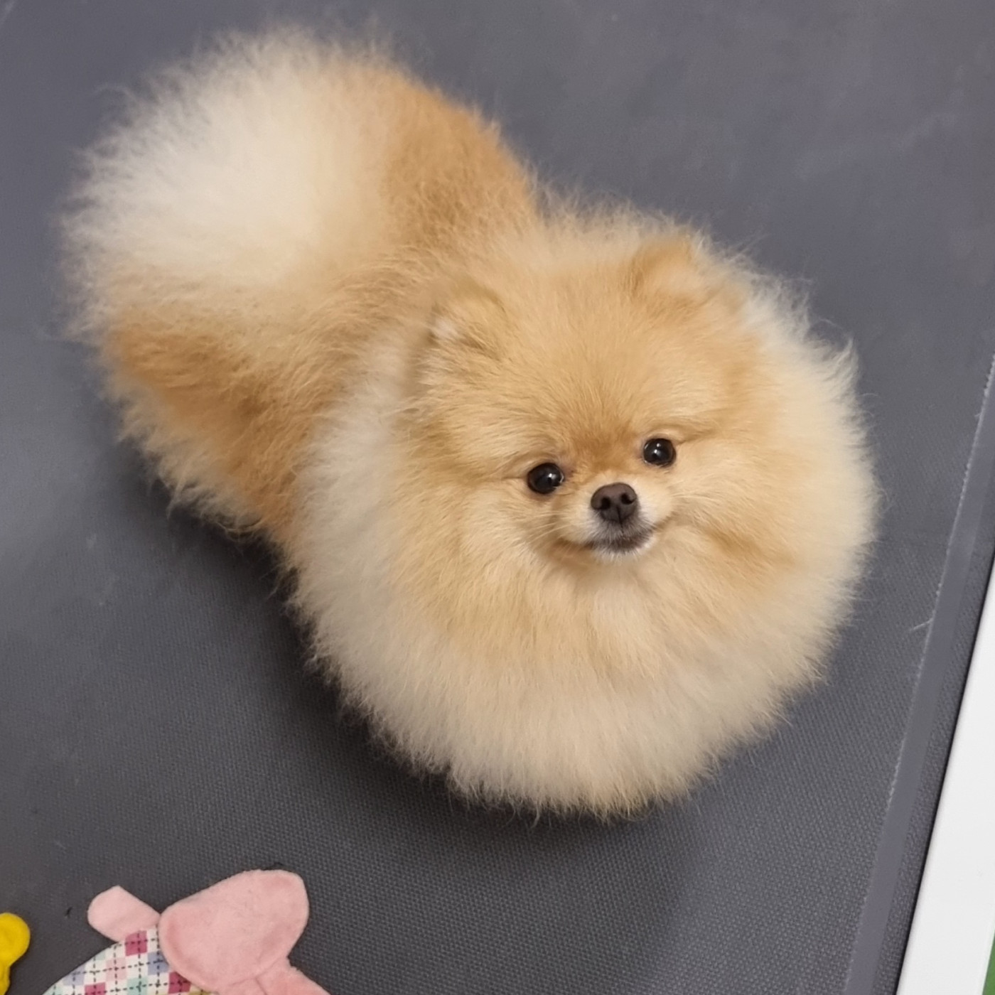 Shownow - Chiots disponibles - Spitz allemand
