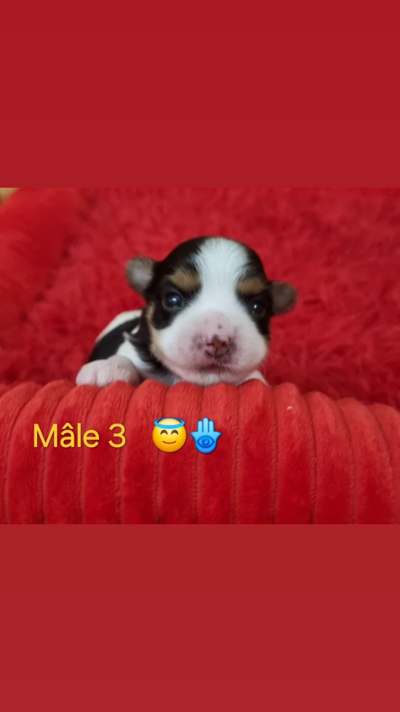 Shownow - Chiots disponibles - Biewer Terrier