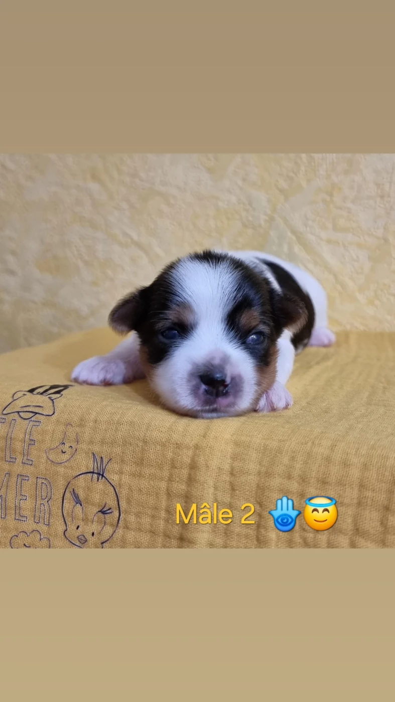 Shownow - Chiots disponibles - Biewer Terrier