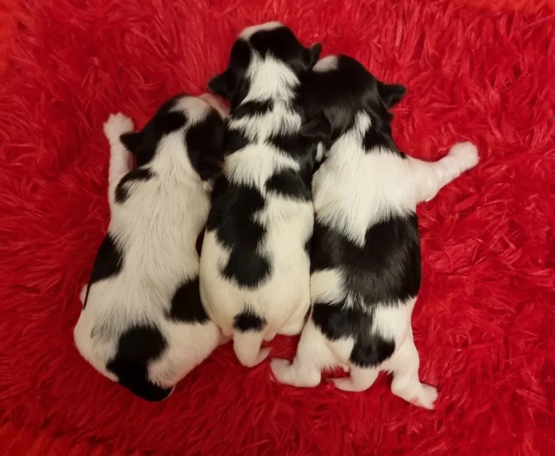 Chiot Biewer Terrier Shownow