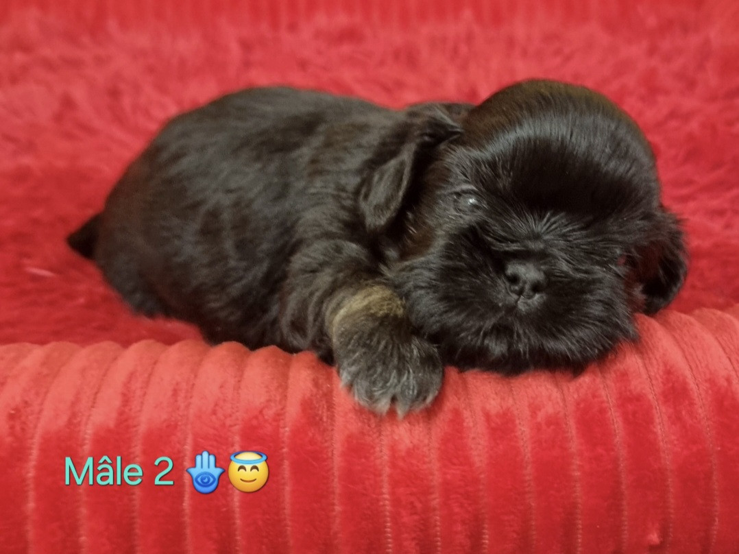 Shownow - Chiots disponibles - Shih Tzu