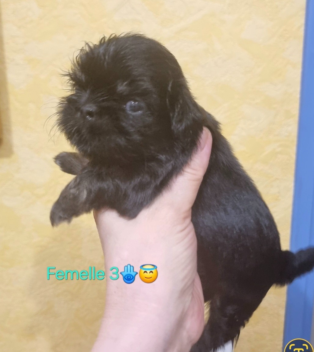 Shownow - Chiots disponibles - Shih Tzu