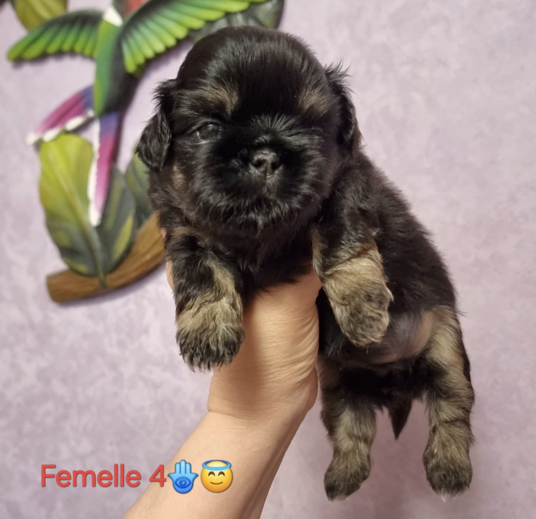 Shownow - Chiots disponibles - Shih Tzu