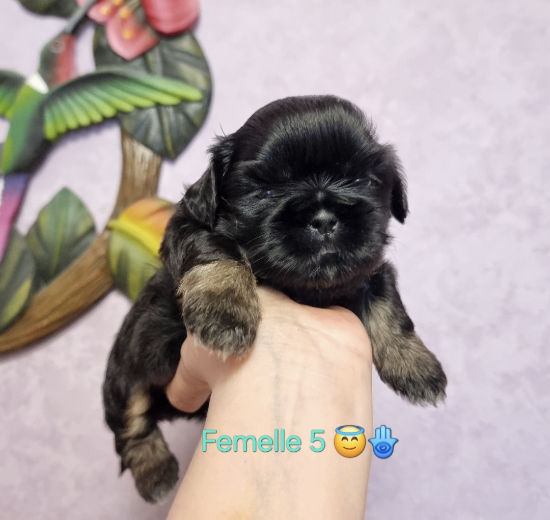 Shownow - Chiots disponibles - Shih Tzu