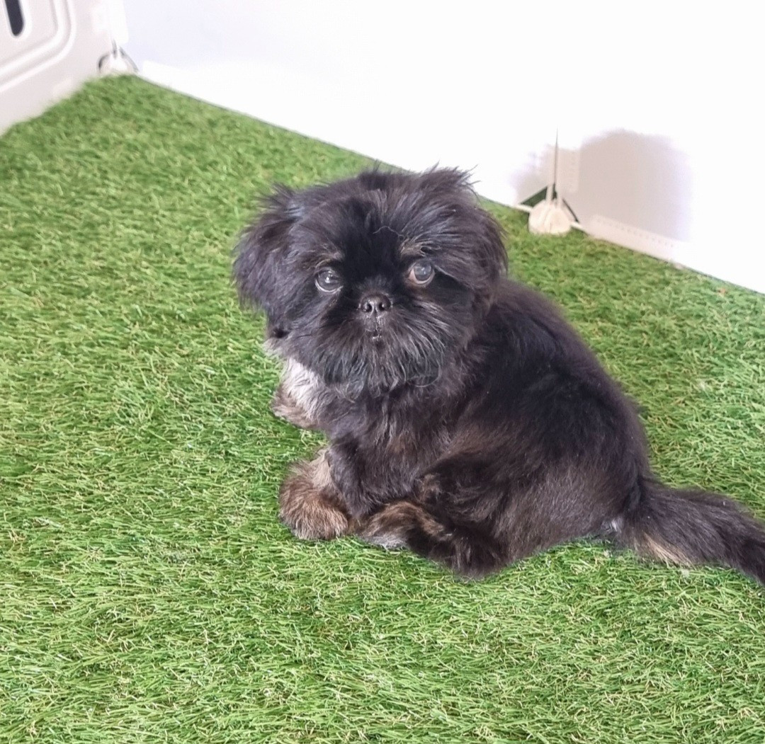 Shownow - Chiots disponibles - Shih Tzu