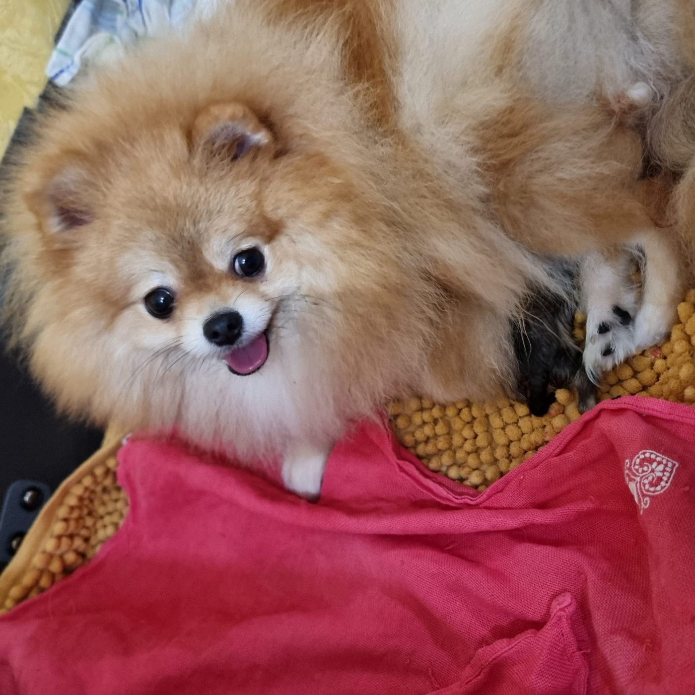Chiot Spitz allemand Shownow