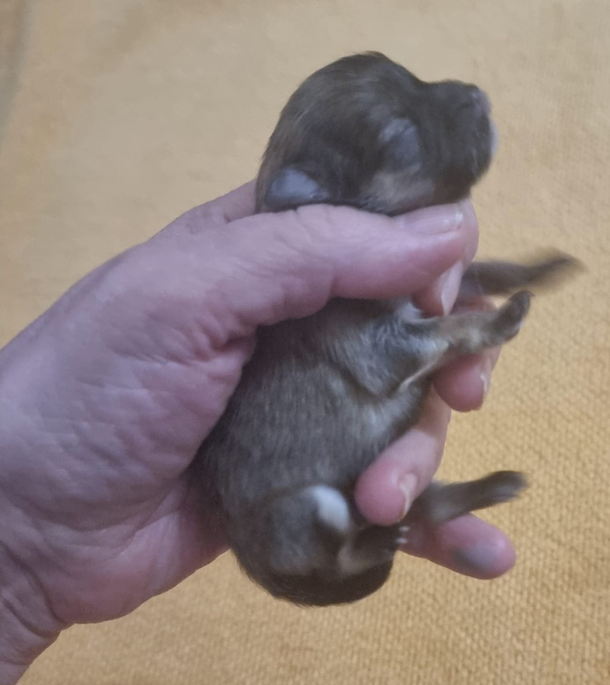 Shownow - Chiots disponibles - Spitz allemand