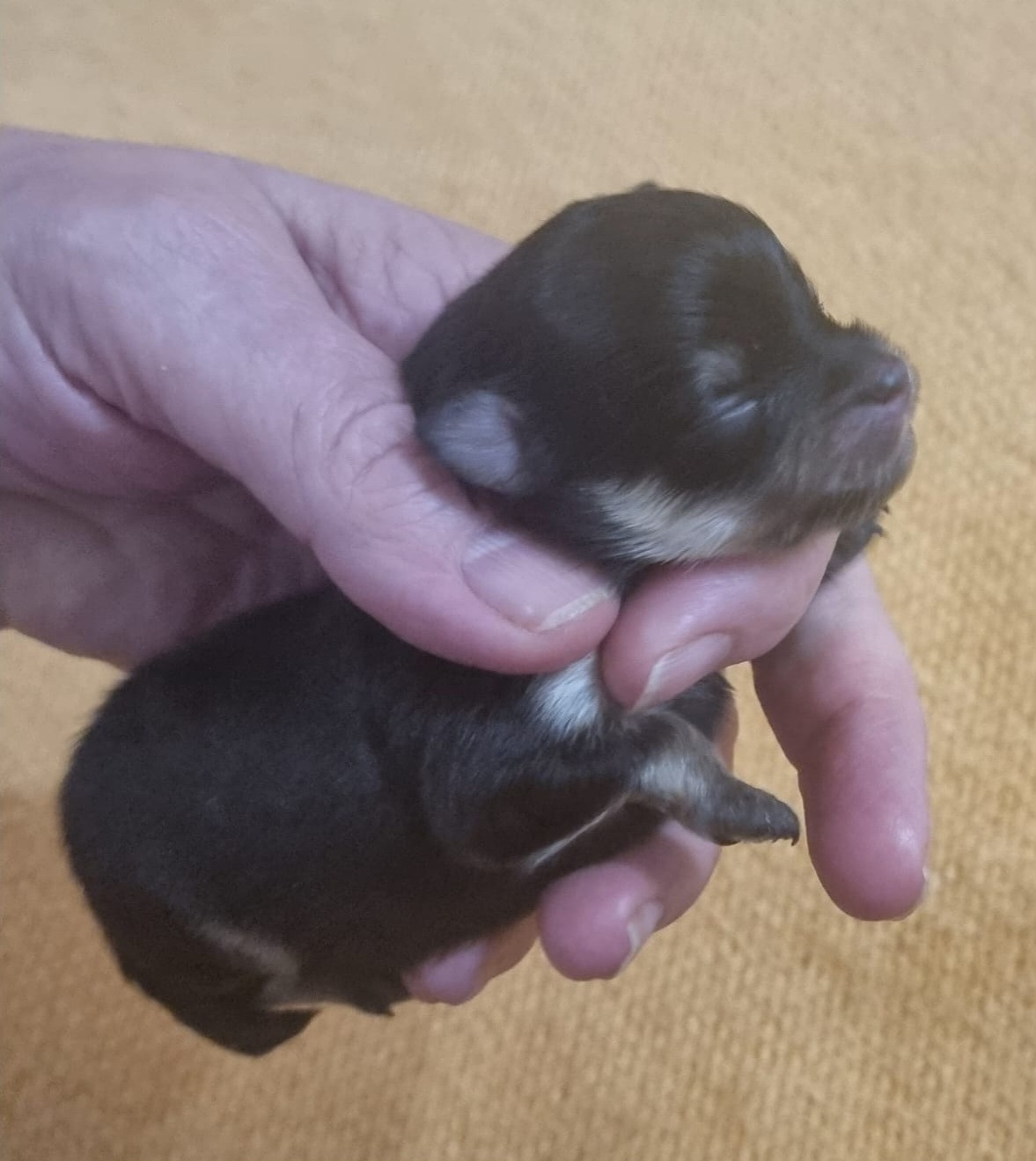 Shownow - Chiots disponibles - Spitz allemand
