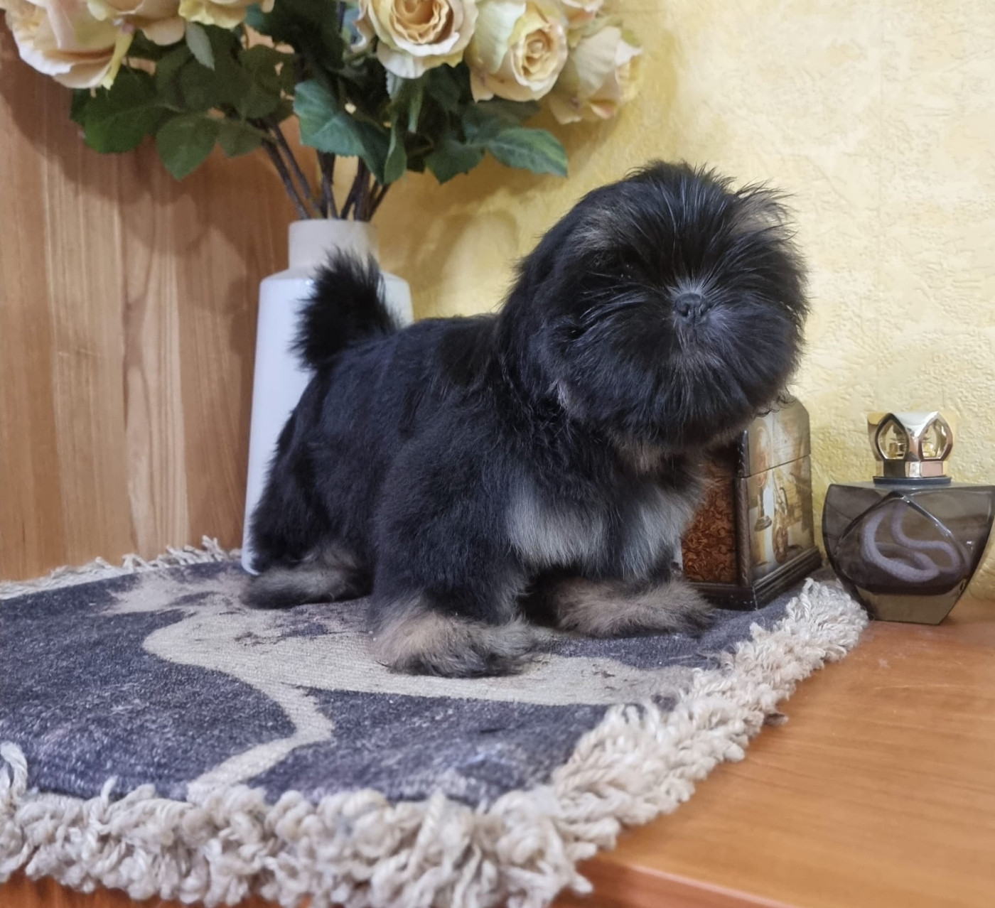 Shownow - Chiots disponibles - Shih Tzu