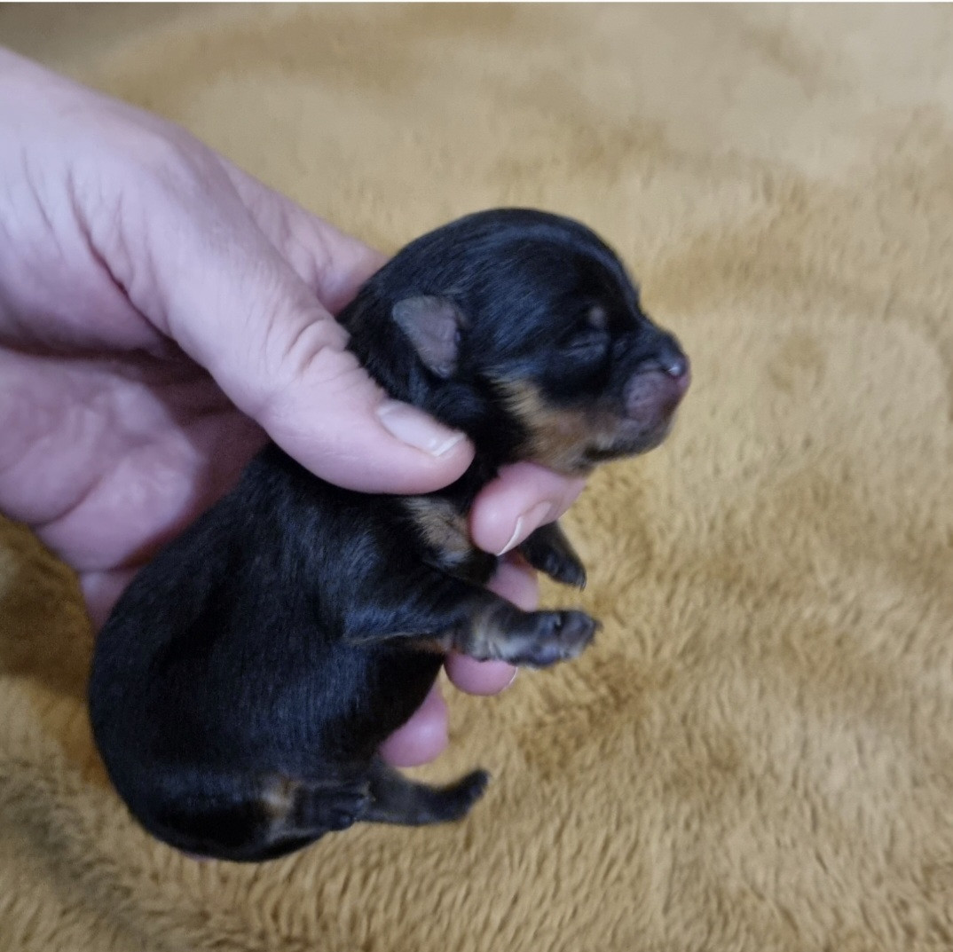 Shownow - Chiots disponibles - Spitz allemand