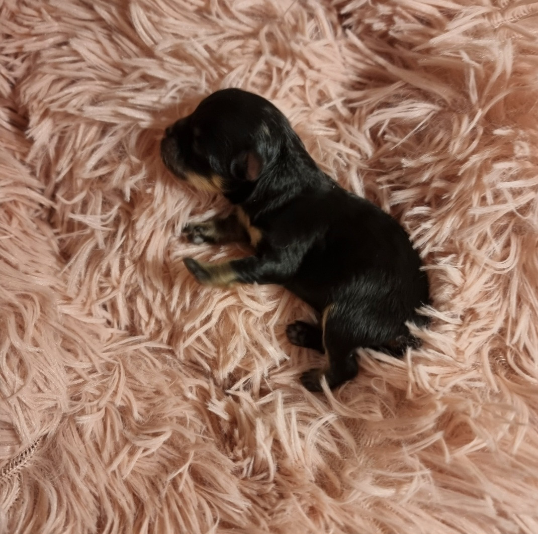 Shownow - Chiots disponibles - Spitz allemand