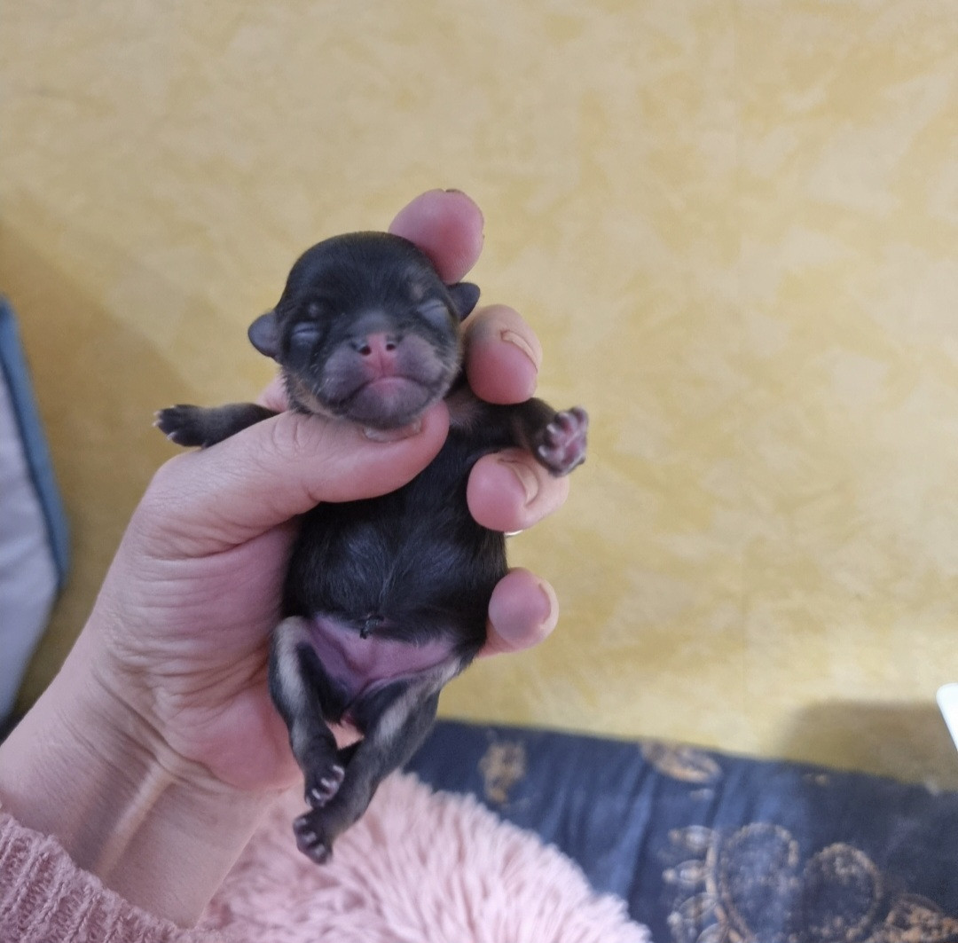 Shownow - Chiots disponibles - Spitz allemand