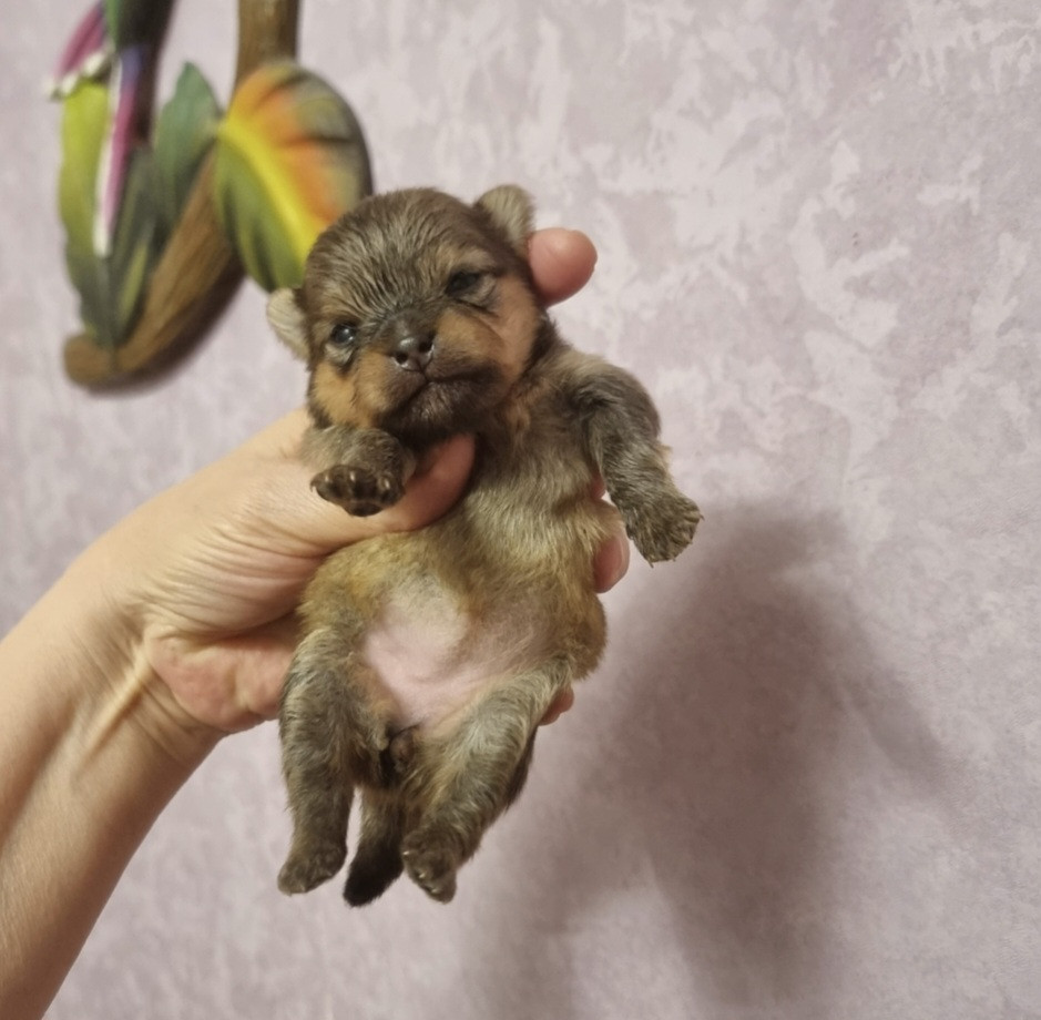 Shownow - Chiots disponibles - Spitz allemand
