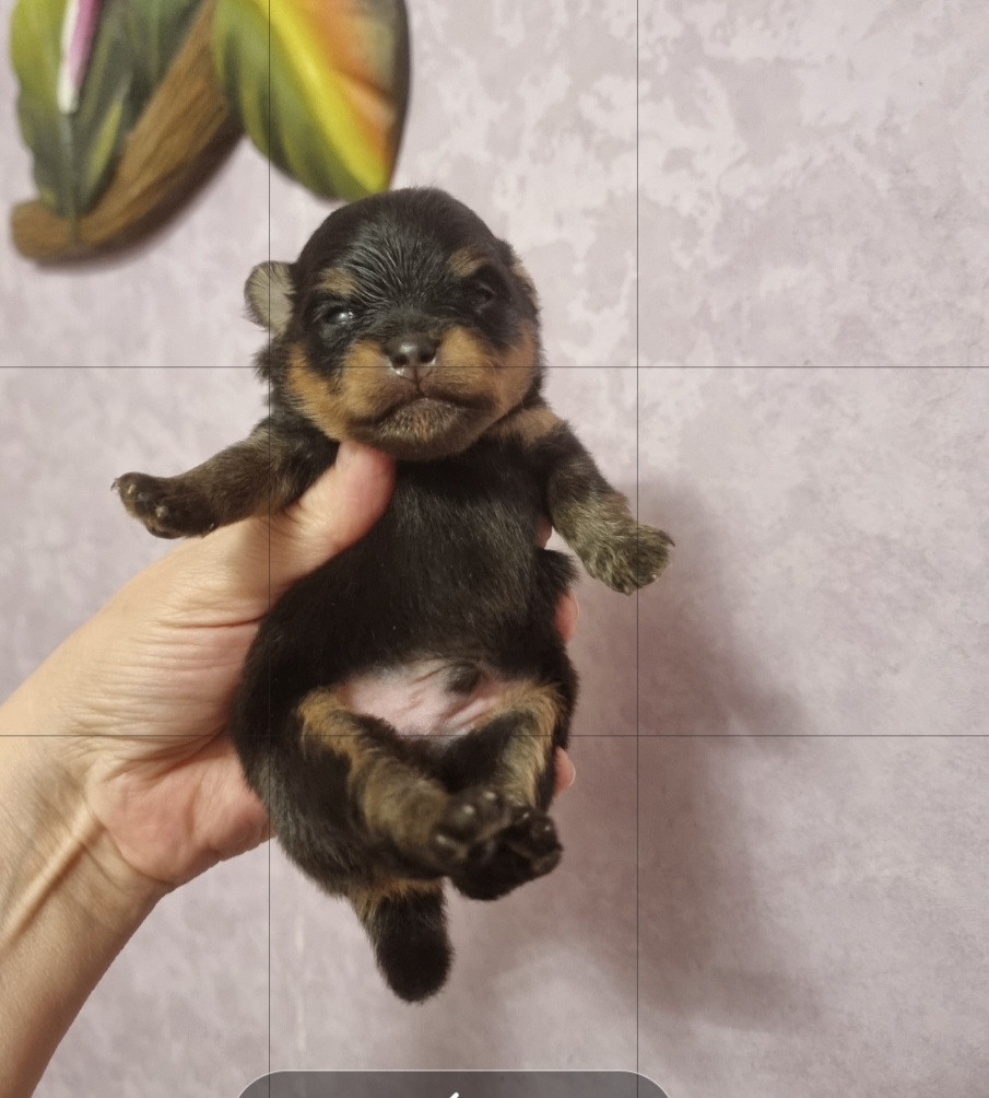 Shownow - Chiots disponibles - Spitz allemand