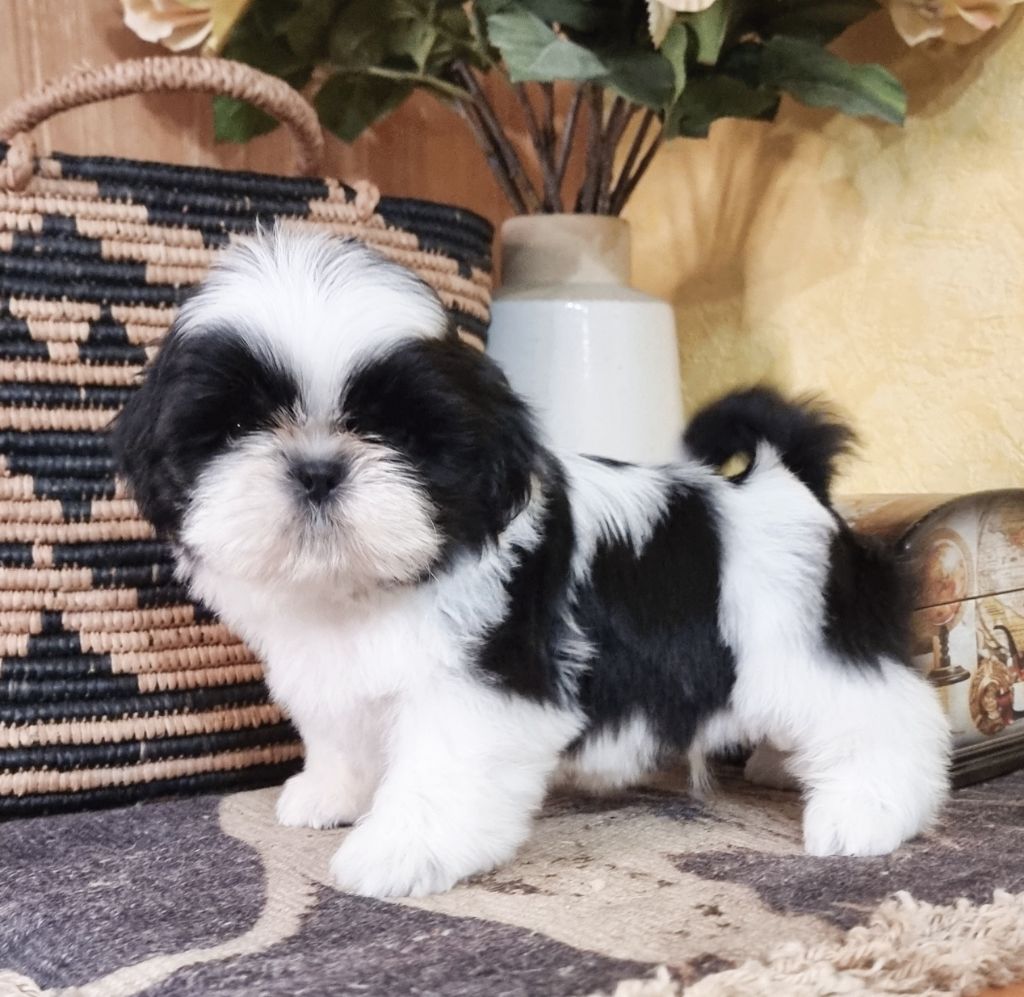 Shownow - Chiots disponibles - Shih Tzu