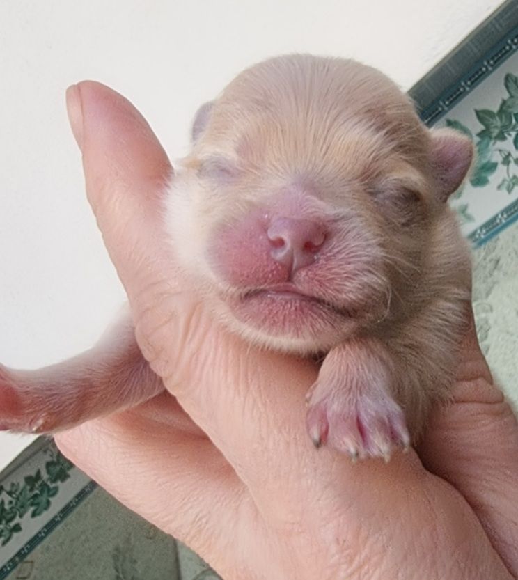 Shownow - Chiots disponibles - Spitz allemand