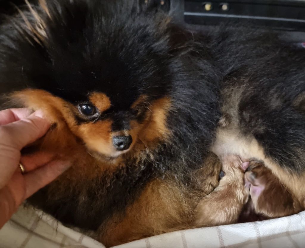 Chiot Spitz allemand Shownow