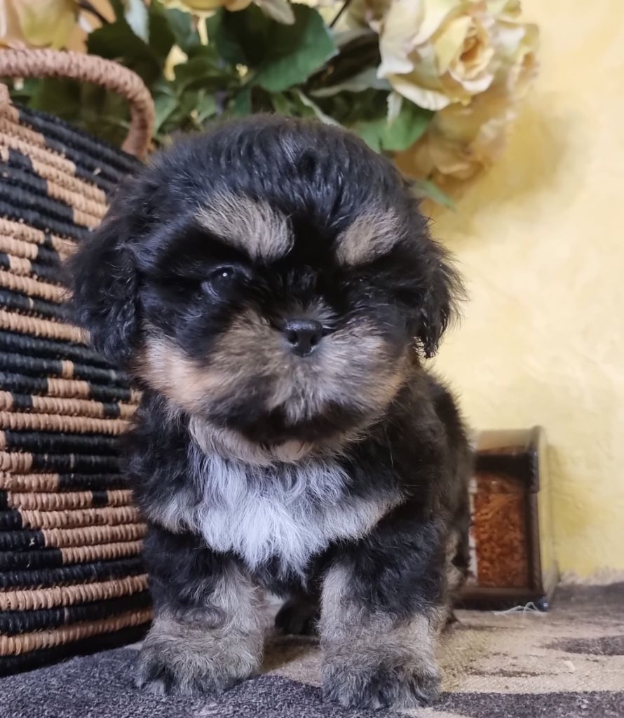 Shownow - Chiots disponibles - Shih Tzu