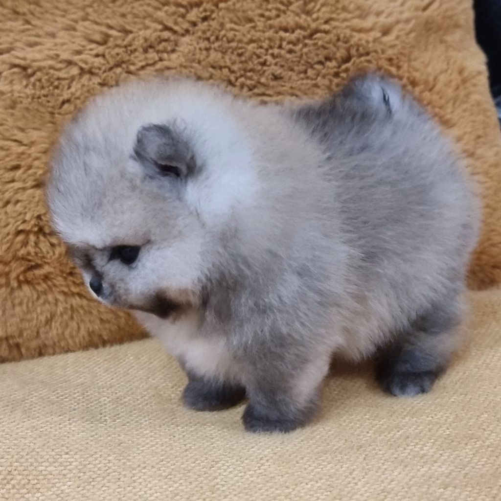 Shownow - Chiots disponibles - Spitz allemand