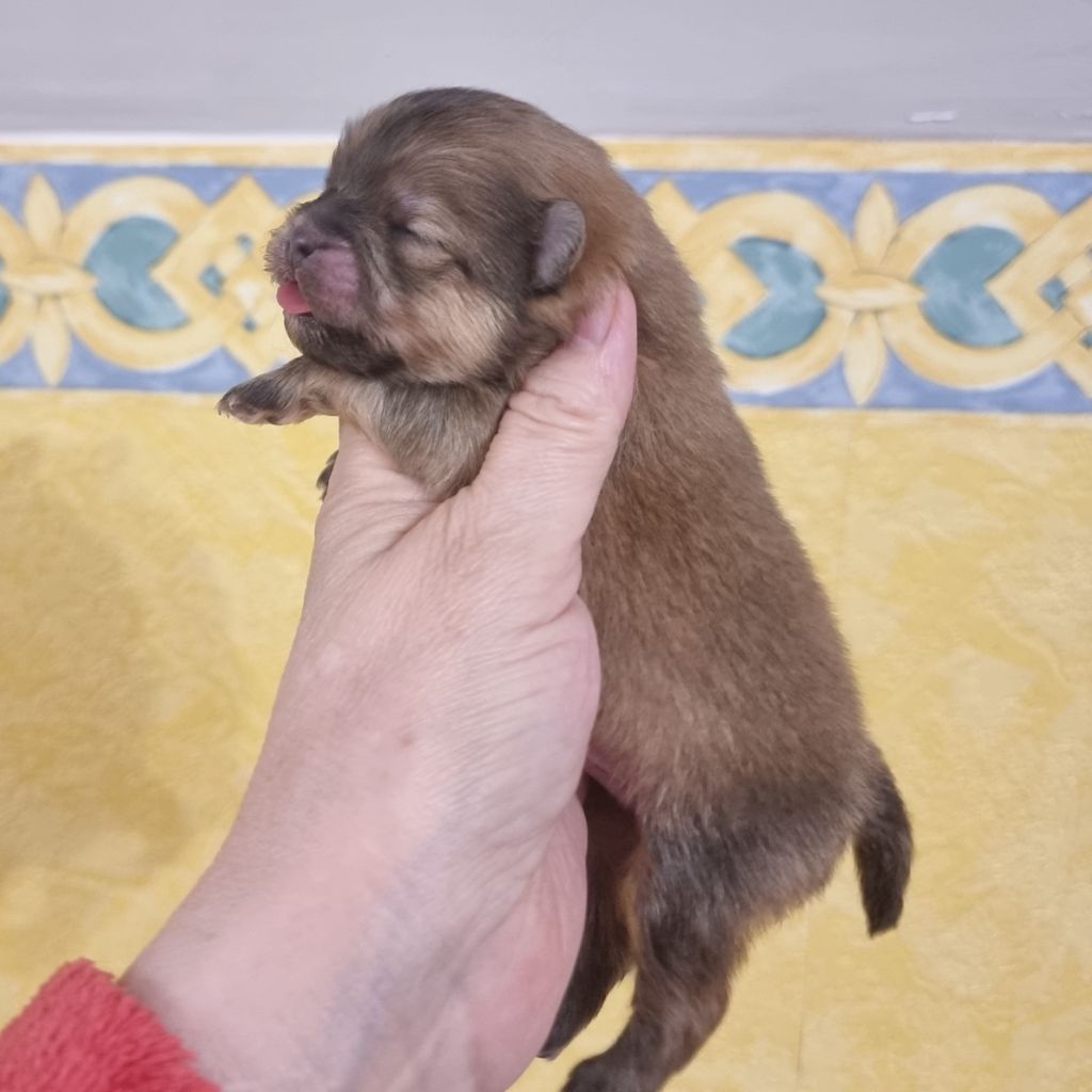 Shownow - Chiots disponibles - Spitz allemand