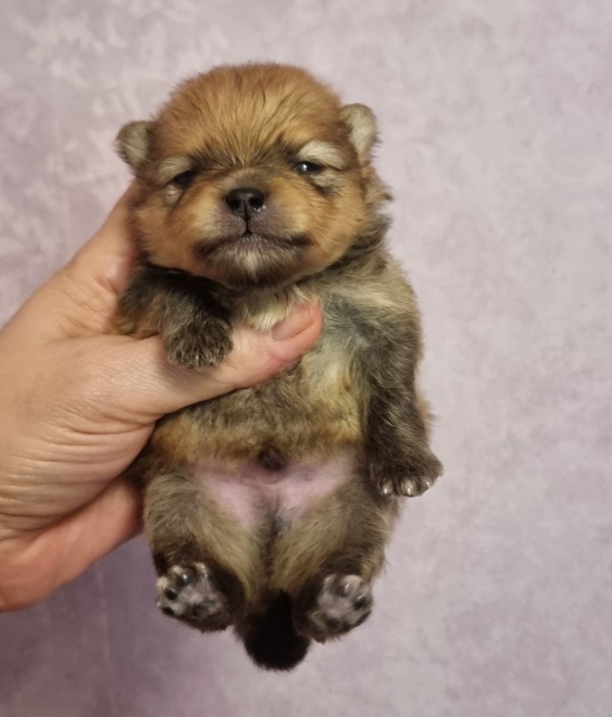 Shownow - Chiots disponibles - Spitz allemand
