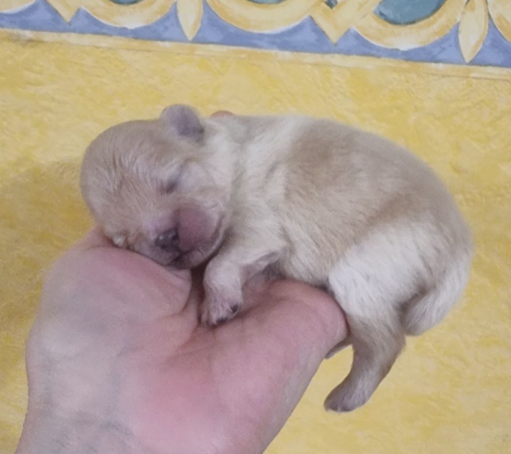 Shownow - Chiots disponibles - Spitz allemand