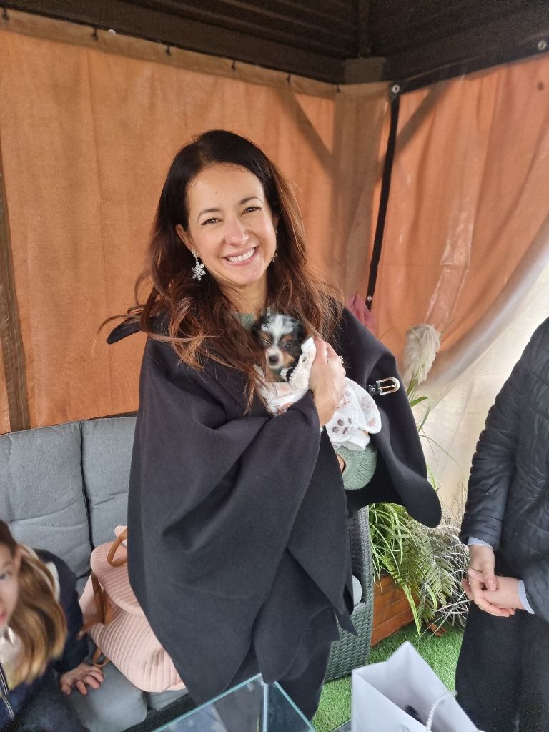 Shownow - Biewer Terrier - Portée née le 09/10/2025