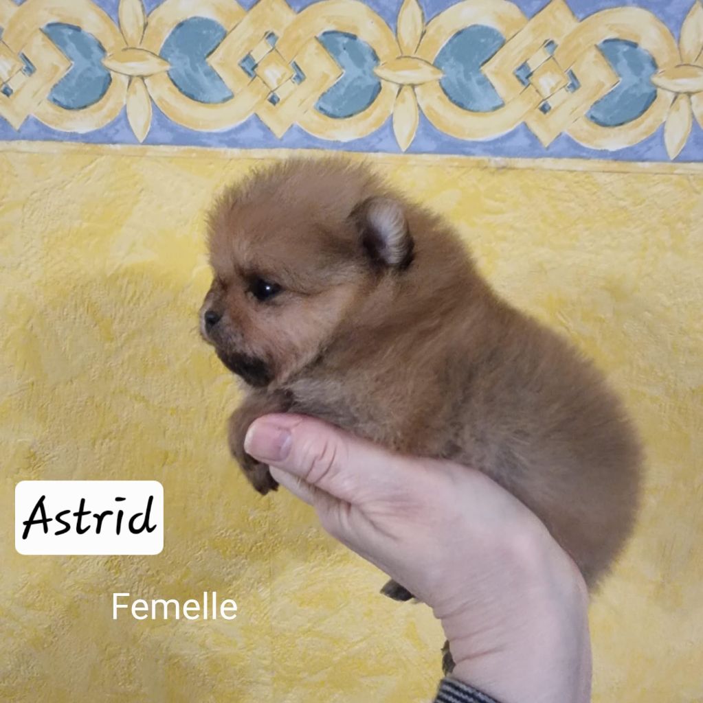 Shownow - Chiots disponibles - Spitz allemand