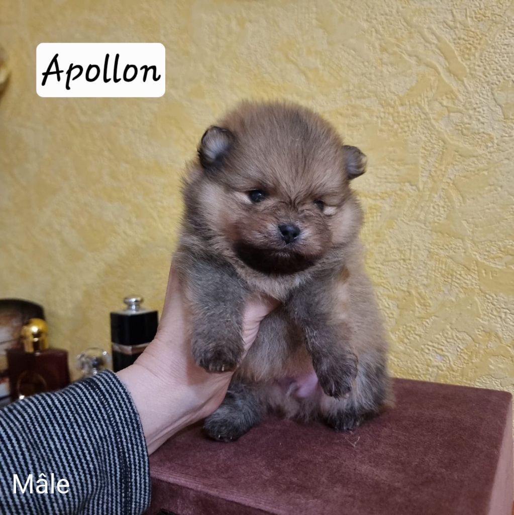 Shownow - Chiots disponibles - Spitz allemand